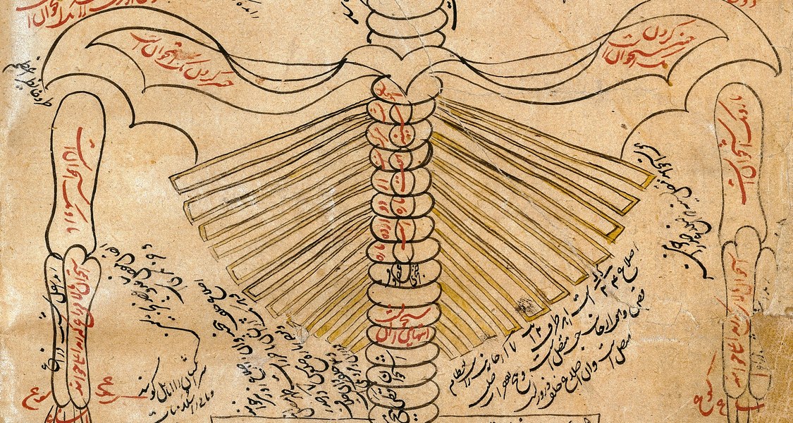 Skeleton system., Avicenna, Canon of Medicine