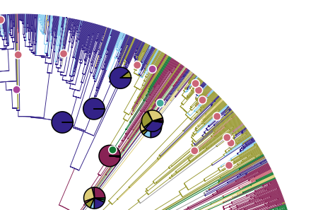 Graphic showing section of a phylogenetic tree