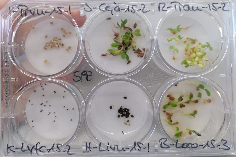 Seeds and small seedlings in a germination dish