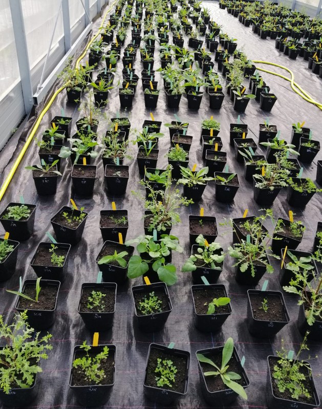 Rows of plants in a greenhouse