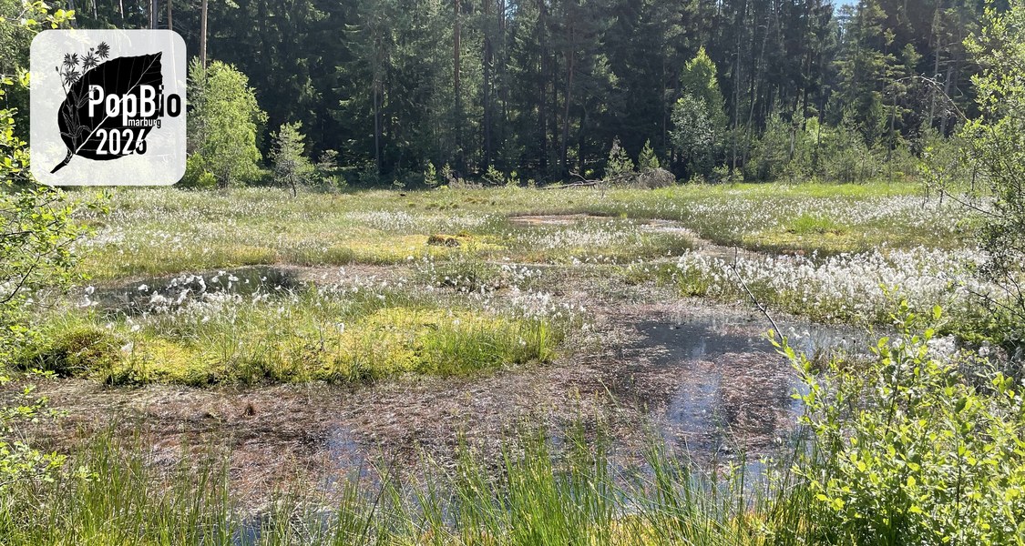 Photo of a near natural mire in the Burgwald forest region in Germany.