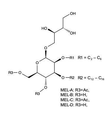 image mel structure