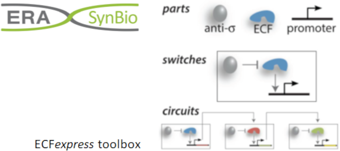 Picture alternative sigma factors and Logo ERASynBio