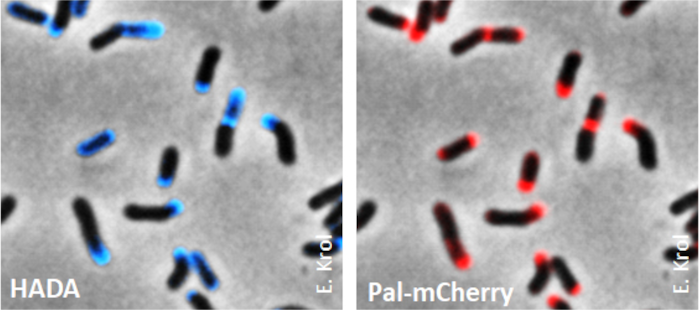 Picture Alpharhizobium