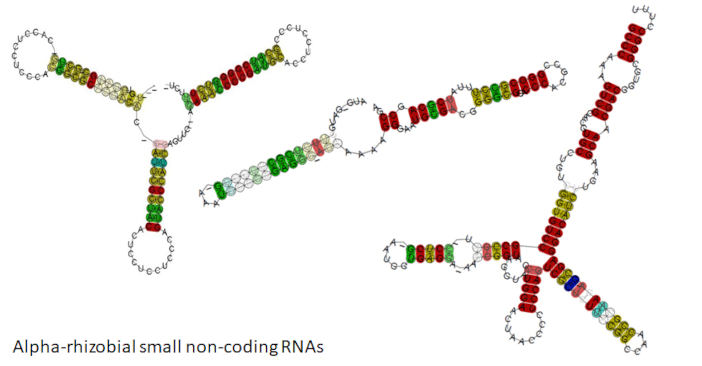 Picture RNA