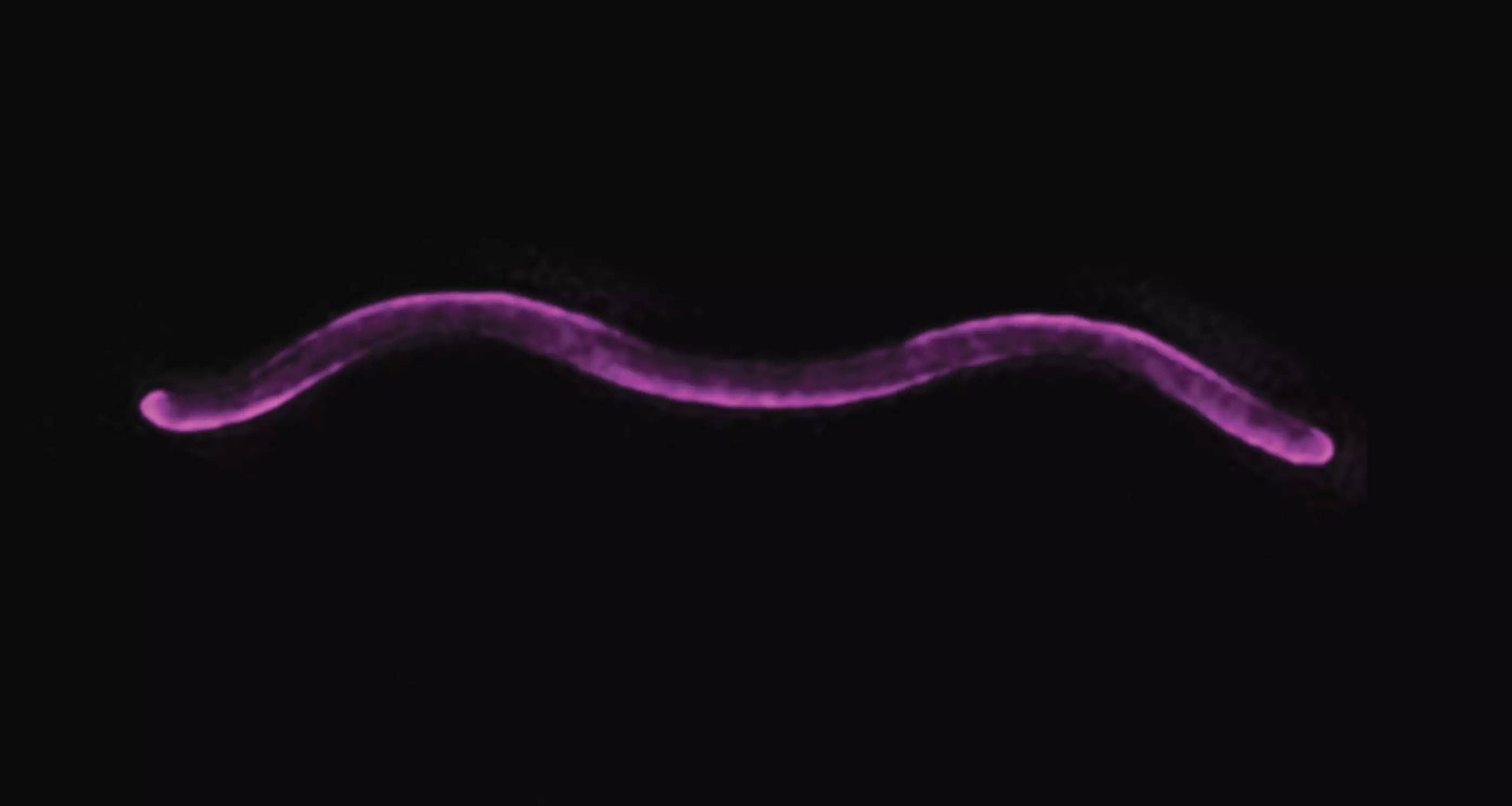 The bacterium Rhodospirillum rubrum: Spiral distribution of PapS and porins in the cell wall. The animation shows the spatial arrangement of variants of the porin Por39 (mCh-Por39), and the lipoprotein PapS (PapS-mNG), which were visualised by fusion with different fluorescent proteins using 3D-SIM microscopy.