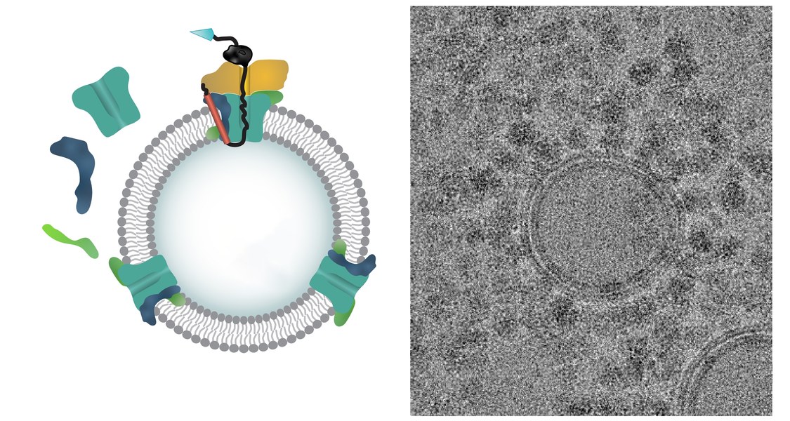 Using cell-free protein synthesis, the Sec-translocon is assembled from individual components and integrated into synthetic cells, as shown in the electron microscope image (right).