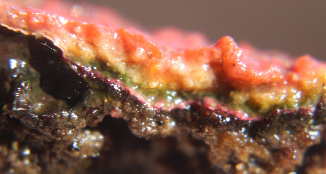 Microbial mat