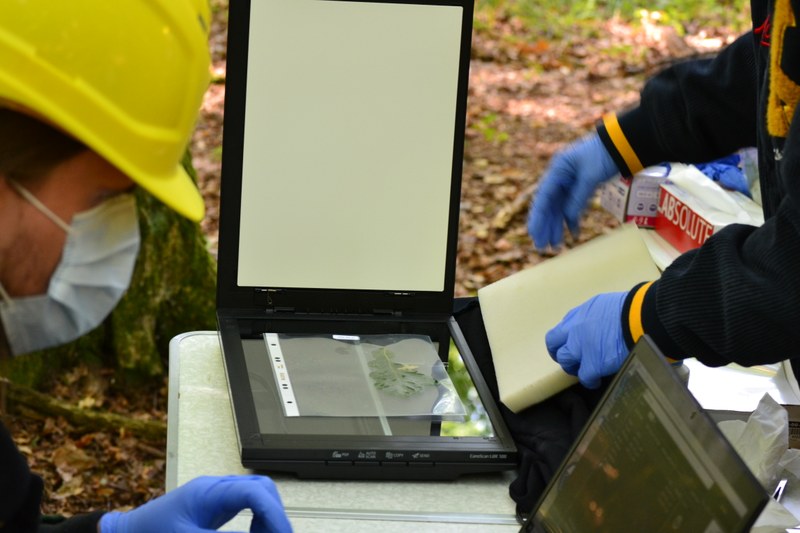 Oak leave lying in a sterile bag in an open scanner ready to be scanned at Caldern forest. There are also people wearing helmets, masks and gloves to not contaminate the leave.