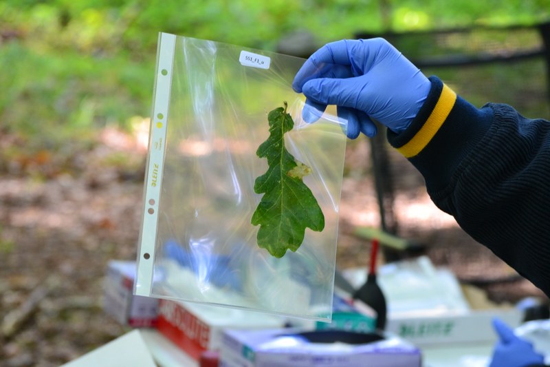 Hand in a sterile glove holding up an oak tree leave in a sterile see-through bag.