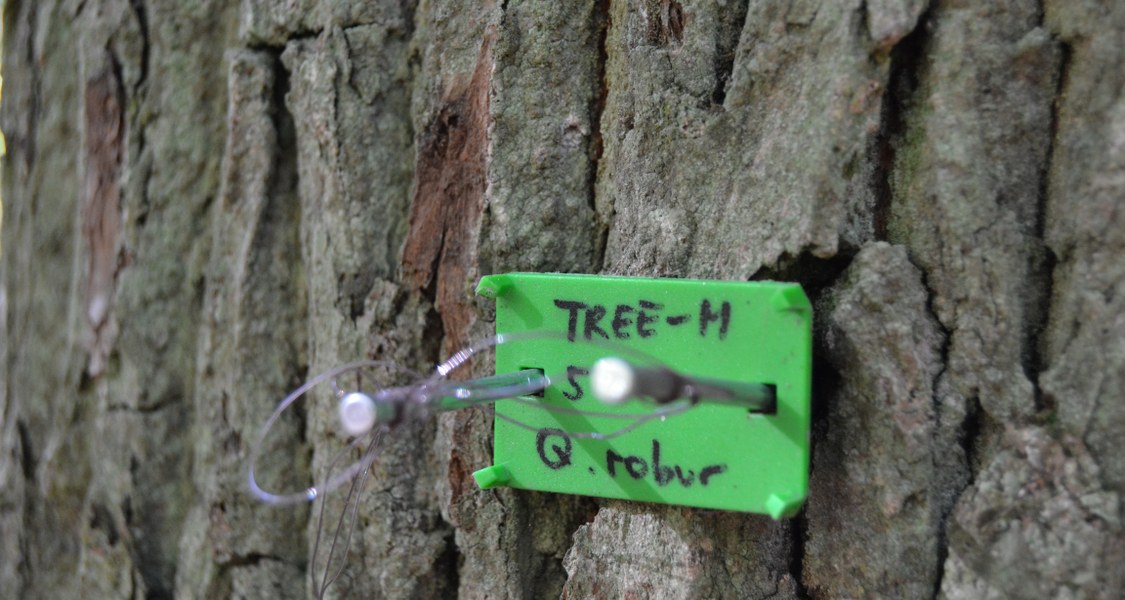 Green plastic tree tag in front of the bark, which was nailed to an oak tree, with handwritten "TREE-M 5 Q. robur".