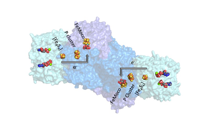 Picture of Nitrogenase Structure