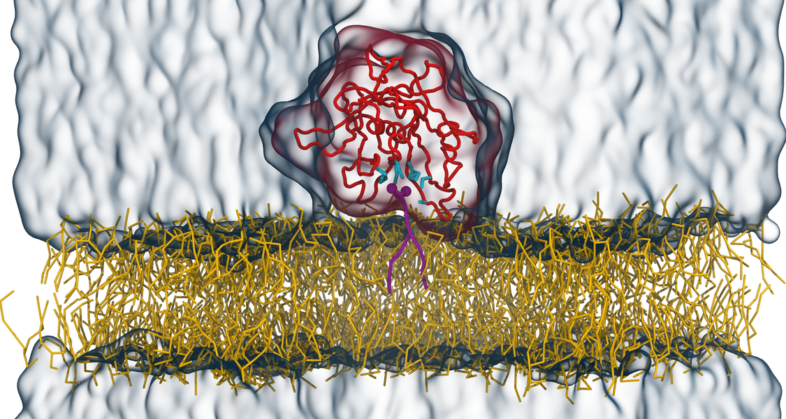 Tubby-Protein (rot) auf einer Lipidmembran (gelb) mit einem PI(4,5)P2-Signallipid (violett) in der bekannten Bindetasche. Die Aminosäuren der Bindetasche sind in cyan dargestellt, das Wasser als transparente blaue Oberfläche. V. Thallmair et al., Sci. Adv. 8, eabp9471, 2022