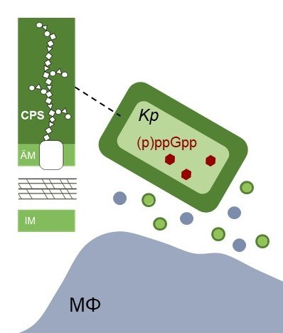 Graphic scheme for Subproject C1