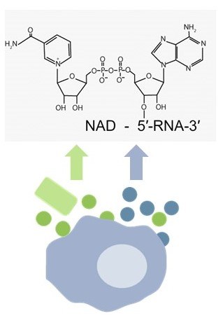 Graphic scheme for Subproject D1