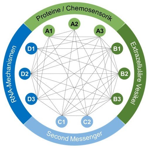 Graphic scheme for the Networking between the Subprojects and Project Areas