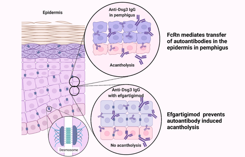 Graphical abstract from Tikkanen et al., Cells 2022