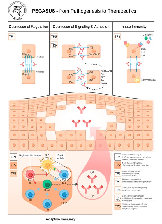 Interplay of PEGASUS TPs: From cell biology (TP4, TP5, TP6new) and immunology (TP2 and TP3) over pre-clinical mouse model (TP1) to clinical phase 1 trial (TP8).