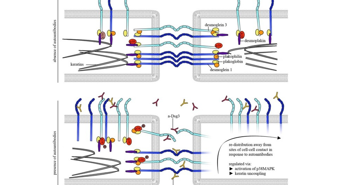 Graphical abstract of subproject TP6new