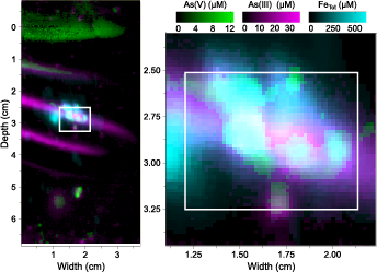 On the left, a map of the distribution of arsenic spezies and phosphate in the porewater of contaminated soil is shown. The solutes occur in horizontal bands, except for a central patch that is enriched in all analytes. On the right, a close-up view of the central patch is shown highlighting the microscale variability.