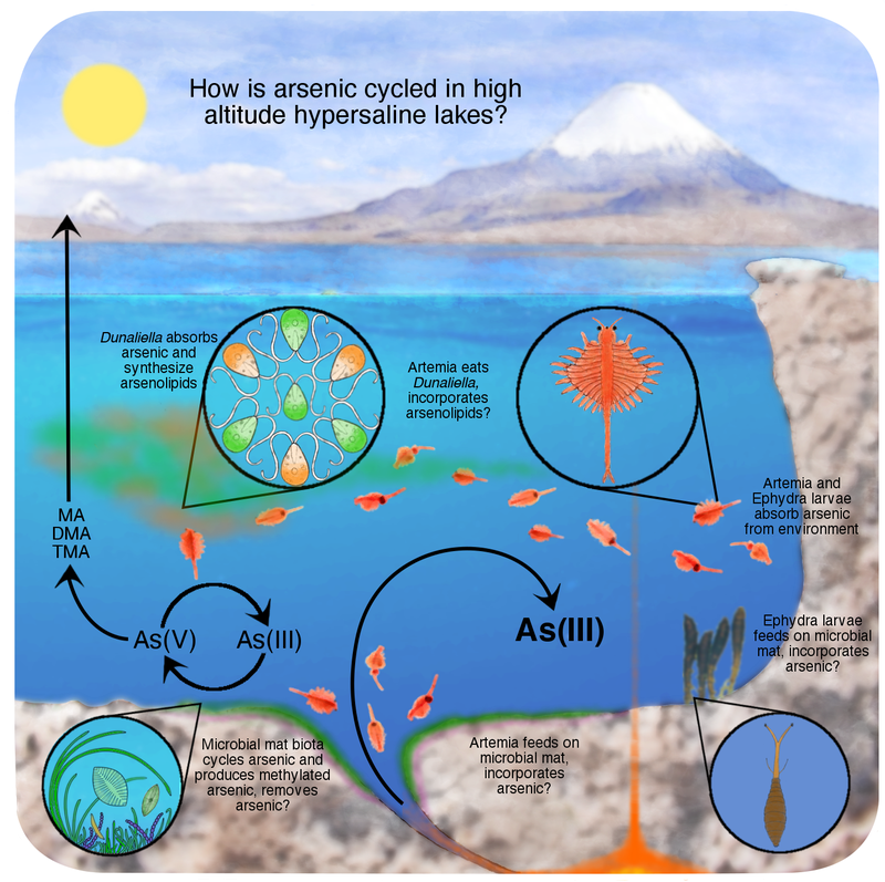 Sketch of the cycling of arsenic by primary producers and salt shrimps in high altitude hypersaline lakes. A spring carrying water enriched in arsenite emerges into a salt lake. Algae redox cycle arsenic and convert it to organic arsenic species. Artemia shrimps feed on the algae.