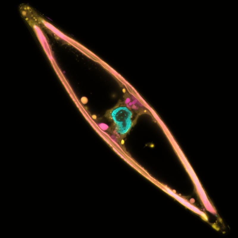 Microscopic image of a diatom cell. Chloroplasts surrounding the cell are visible due to their autofluorescence. The nucleus is located in the center of the cell.