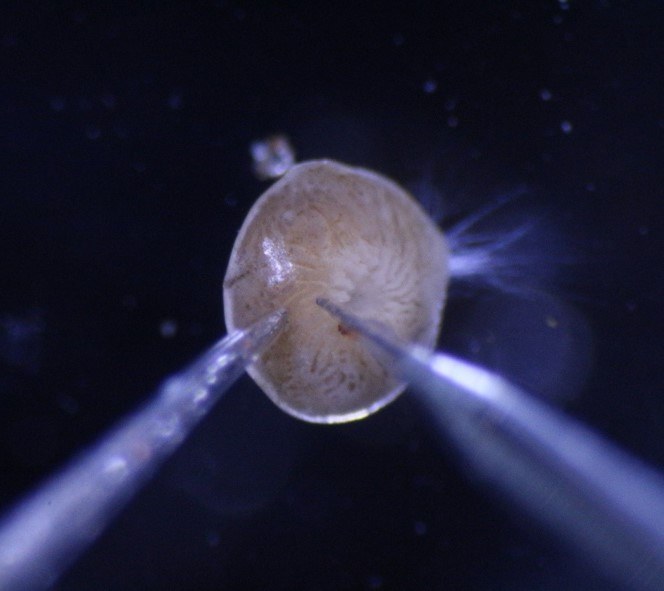 Microscopic image of a large benthic foraminifera. The tips of two microsensors are positioned on the foraminifera surface.