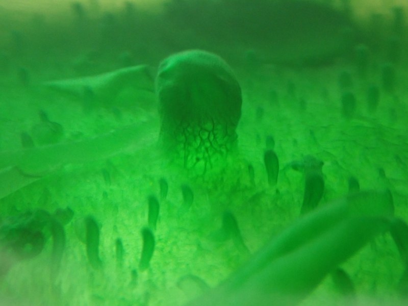 Green cyanobacterial biofilms form variable structures including pinnacles lifted up by oxygen bubbles.