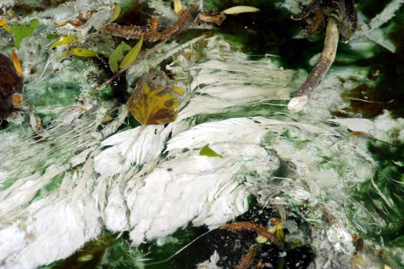 Green and white feather-like structures attached to wood sticks in a stream of water. Leaves cover parts of the microbially formed feathers.