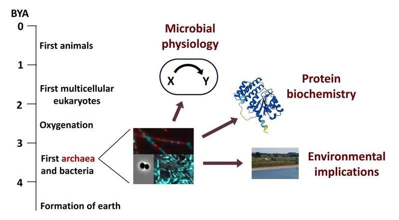 Timeline bacteria and archaea