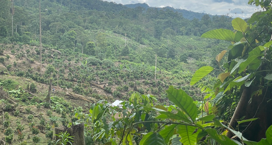 tropical forest, partly cleared