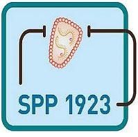 Abbildung: Logo des Schwerpunktprogramms SPP 1923 - Innate Sensing and Restriction of Retroviruses