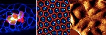 Logo Research Unit 1756 - Functional Dynamics of Cell Contacts in Cellular Assemblies and Migratory Cells