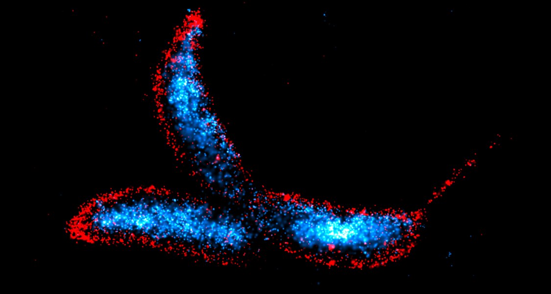 Caulobacter crescentus is a crescent-shaped dimorphic bacterium that serves as one of the primary model organisms to study bacterial cell cycle regulation, cell differentiation, and morphogenesis. The cells were visualized using the DNA-PAINT technique, with the chromosomal DNA stained blue and the cell membranes stained red