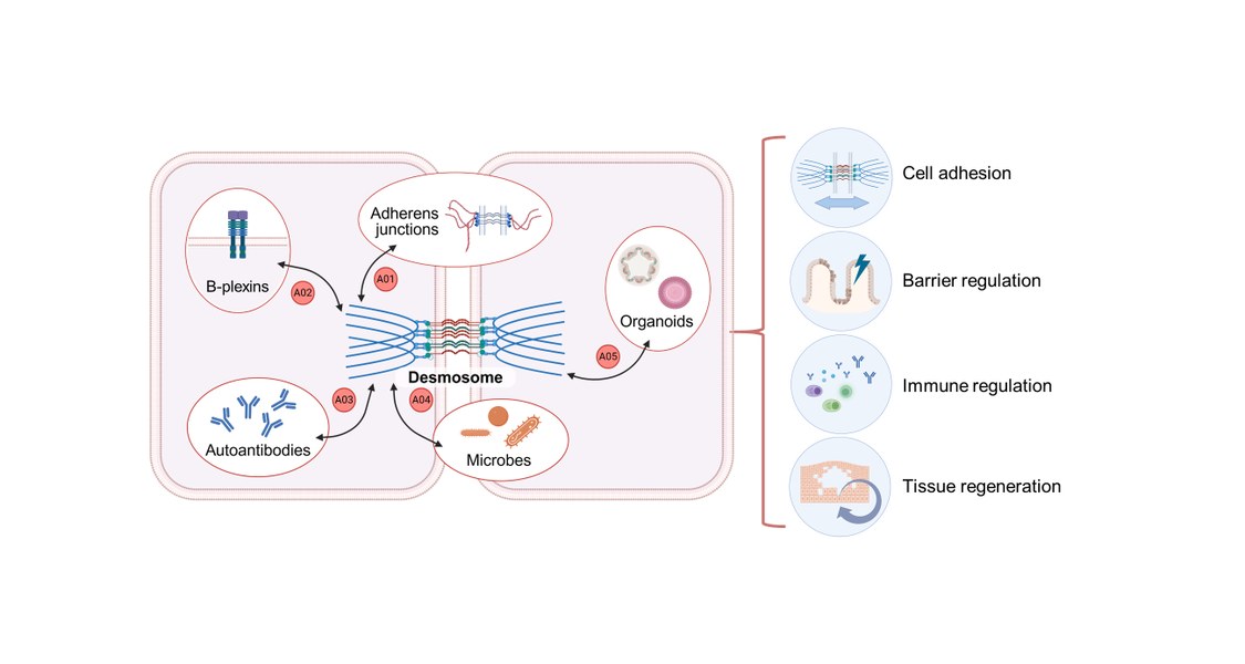 The interaction between the groups within research area A are displayed.