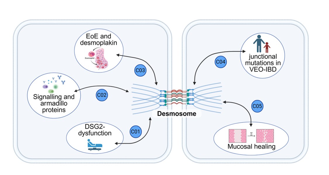 The interaction between the groups within research area C are displayed.