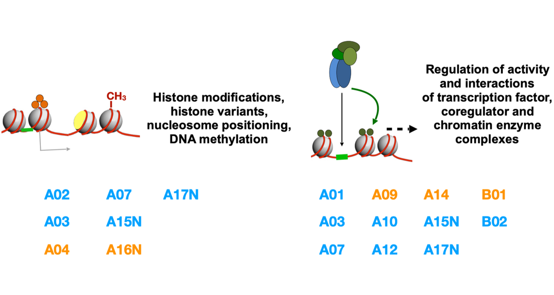 Group A projects investigate transcription factor and enzyme-driven chromatin changes, which are are largely modulated and shaped by DNA binding transcription factors targeting enzymatic functions, such as histone modifying and nucleosome remodelling enzymes, to chromatin. The PIs assigned to that group are listed in the text.