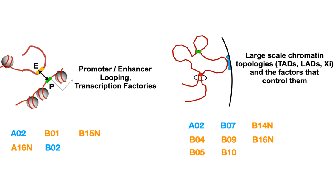 Group B projects focus on long range organization of chromatin in nuclear space. Structural proteins such as CTCF or cohesin drive chromatin folding, loop formation, intra- and inter-chromosomal contacts to regulate accessibility and activity of larger genomic regions. The PIs assigned to that group are listed in the text.