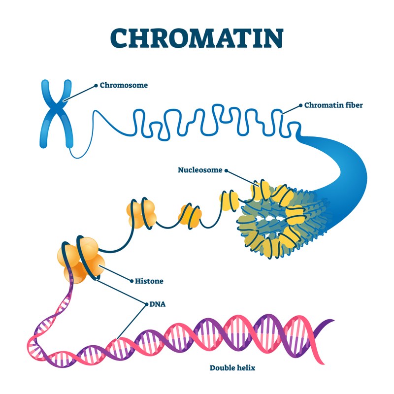 A chromosome is enlarged in multiple steps depicting the compacted chromatin fibre, the loosened DNA strand wrapped around nucleosomes, and finally the DNA double helix.