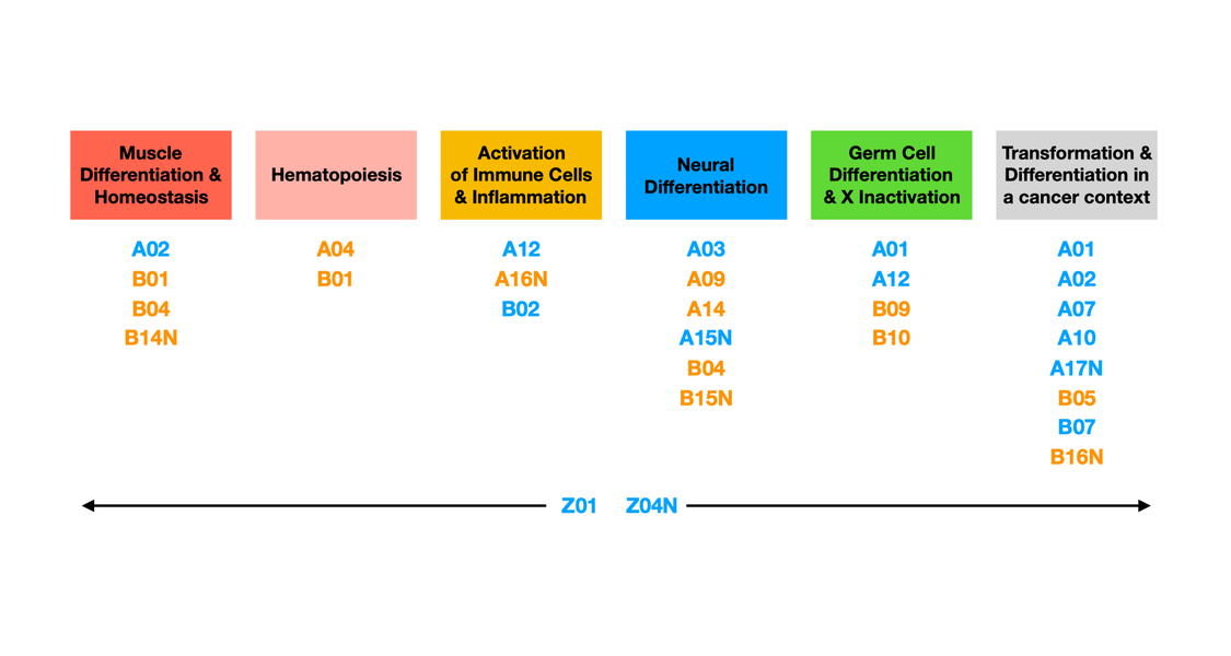 The projects of the TRR 81 are using multiple, complementary models to address several fundamental aspects of chromatin changes during differentiation. These models include: ES cells and cell lines that allow differentiation towards neural lineages (A03 Bauer, A09 Poot, A15N Hake, B04 Galjart, B15N Van den Berg), skeletal muscle and cardiomyocyte differentiation (A02 Braun/Yuan, B04 Galjart, Papantonis B14N), Drosophila and mouse germ cell differentiation (A01 Brehm, B09 Baarends/Houtsmuller), cells of the immune system and their activation by signalling (A12 Borggrefe, B02 Kracht, A16N Stadhouders), hematopoietic stem cells and their differentiation (A04 Philipsen/van Dijk, B01 Grosveld) as well as cancer cell lines in general and lung cancer models in particular (A10 Stiewe, A17N Liefke, B07 Dobreva). The central projects Z01 and Z04N support projects working on all model systems.