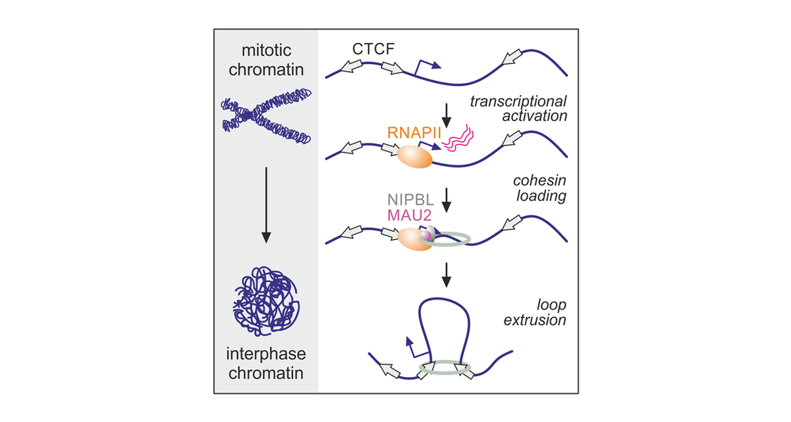 Using in situ Hi-C, it was shown that RNAPII is required for both compartment and loop establishment following mitosis. Evidence from cohesin/CTCF chromatin binding, super-resolution imaging, and in silico modeling pointed to these effects being a result of RNAPII-mediated cohesin loading upon G1 reentry.