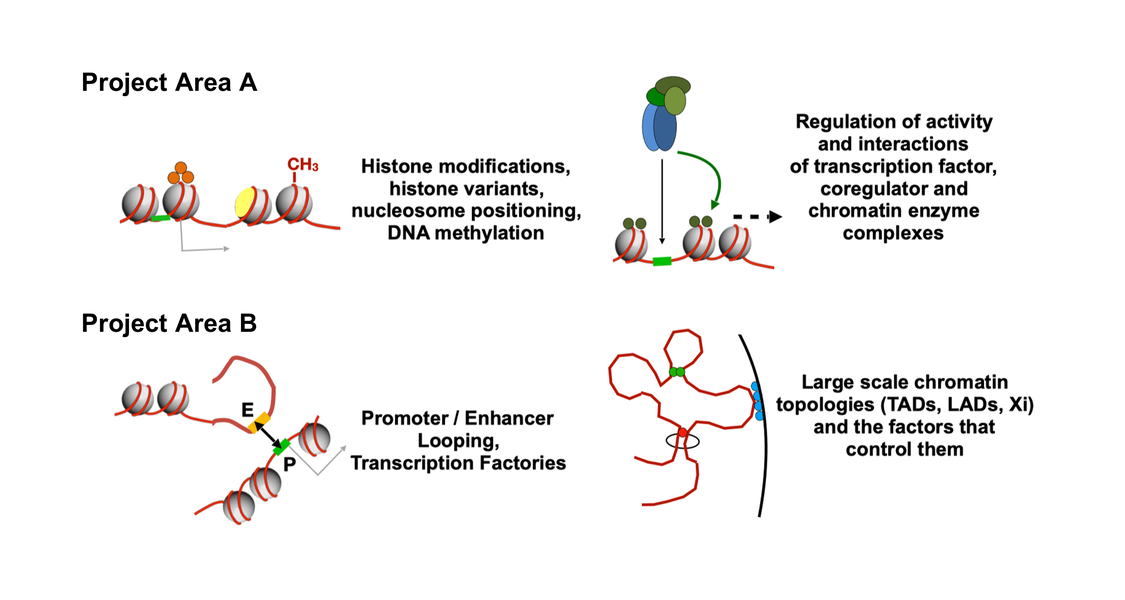 The differentiation of cells is largely governed by changes to chromatin structure, which can occur locally or globally. These changes determine gene activity and thereby the developmental program in time and space. The two modes of chromatin regulation (local and global) are tightly interconnected but serve as a conceptual framework to divide the projects of the TRR 81 into two groups: "A projects" focus on transcription factor and enzyme-driven chromatin changes and "B projects" study the genomic organisation in nuclear space.